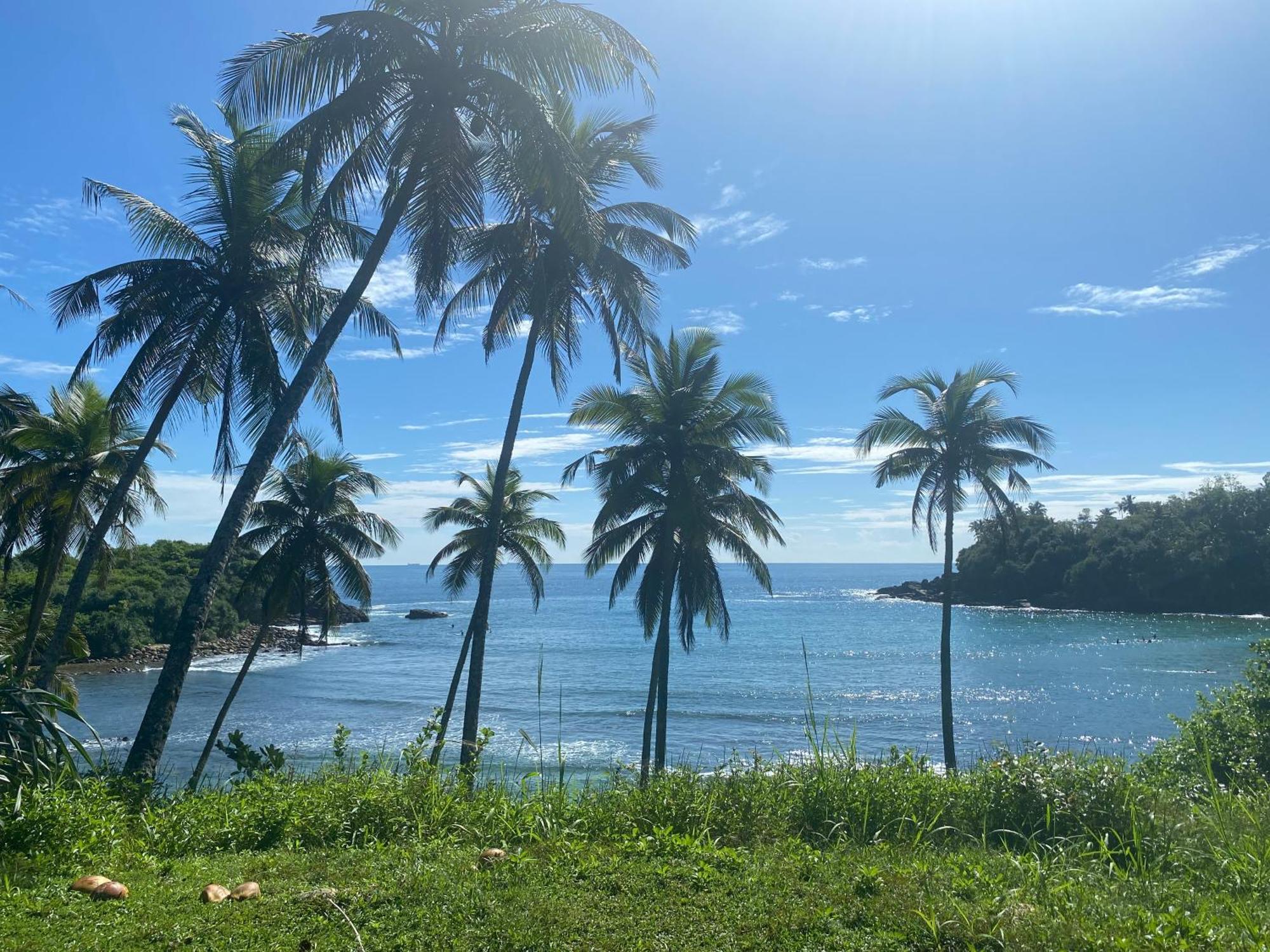 Coconut - Hiriketiya